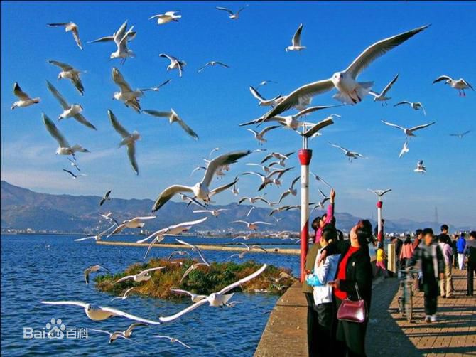 昆明樹脂瓦廠家直銷